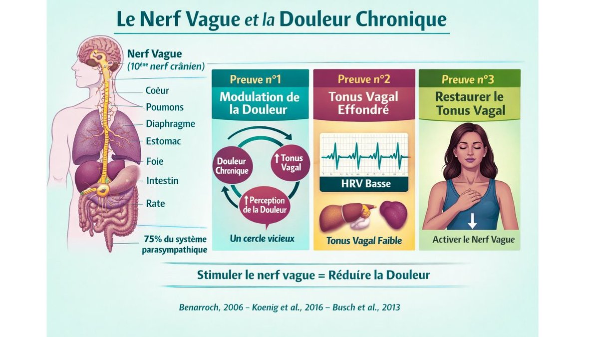 Le nerf vague et la douleur chronique